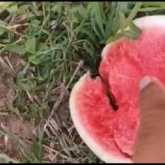 河南鹿邑基地直销自根苗黑皮无籽西瓜大量上市，全国代发，质量保障