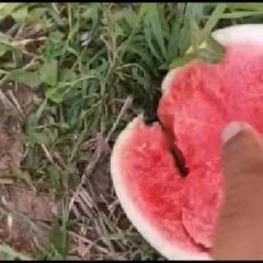 精品自根苗黑皮无籽西瓜大量上市全国代发，质量保障