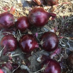 2020秋季，齐齐哈尔洋葱价格有所上涨。