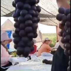 大量供应精品户太葡萄