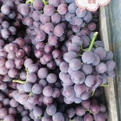 河北邢台威县巨峰葡萄大量供应！串大