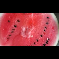 百臣状元雷西瓜 皮薄，现场实测甜度高