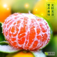 城固桔子代办代发高山蜜桔大量批发