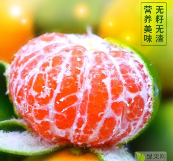 2020年陕西汉台城固蜜桔价格