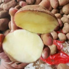 云南高原红皮黄心土豆一件代发