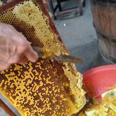 家养中华蜂，正宗土蜂蜜