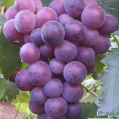 供应 巨峰葡萄，味道香甜，颗粒大，肉质肥厚，欢迎