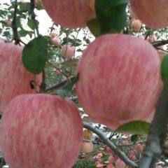 陕西省 延安市洛川冷库红富士