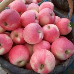 延安市 洛川县 嘎啦苹果