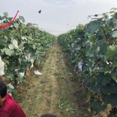 巨峰葡萄下来了！超大，超甜，巨峰葡萄