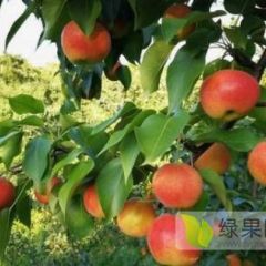 海城特产南果梨10万斤大量上市