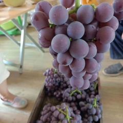 河北威县万亩巨峰葡萄大量上市