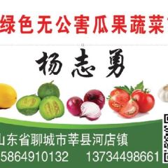 山东聊城莘县九月西红柿大量上市