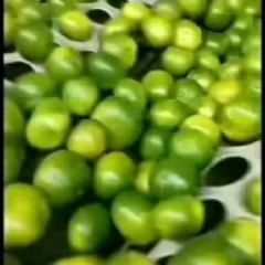 特早蜜桔 皮薄汁多