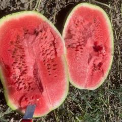 正宗宁夏中卫硒砂瓜代办代发