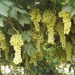 兵团第十三师的葡萄熟了，远方的客人请您看