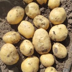 尤金885土豆价格准确