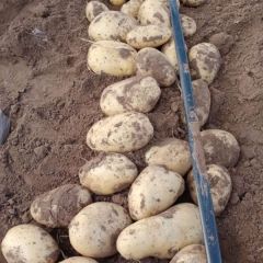 朝阳地土豆销售各种品种 价格面议