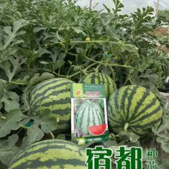 鑫美都西瓜种籽