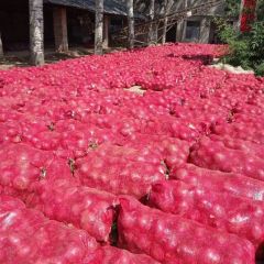 大量的洋葱供应满足每一位客户的需要
