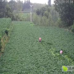 供应烟薯25 绿色有机环保果蔬