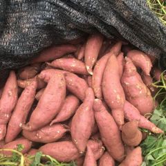 资阳红薯产地供销