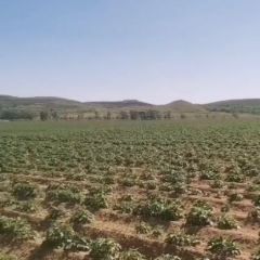 多品种土豆大户直销，欢迎咨询