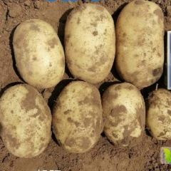 围场县大量供应各种种黄心土豆