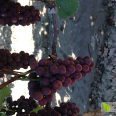 户太8号大量上市啦！