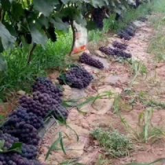 灵宝市沪太八号 真的太甜了