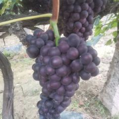 葡萄基地万亩果园 户太八号葡萄