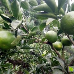 各位水果老板今年特早蜜橘现以开始卖了