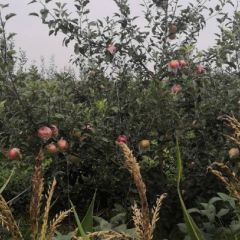 河北8号苹果上市了，八号苹果货源足