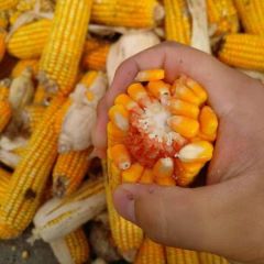大量出售玉米棒，保质保量！