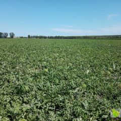 2020黑龙江西瓜 欢迎全国各地客商前来考察选购