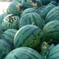 常年代收西瓜，土豆，大葱，圆形