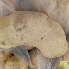 会宁县旱土地土豆，质量不错