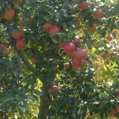 辽宁省庄河市苹果 自己家果园种植