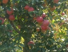 辽宁省庄河市苹果 自己家果园种植