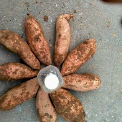 优质沙地龙薯九号红薯出售