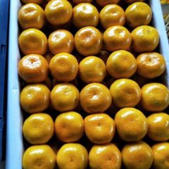 汉中蜜桔城固桔子，产地柑橘代办代发