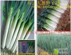 日本铁杆大葱种植缠线直播新技术 不育苗不移栽种植