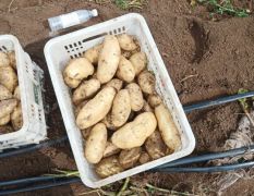 内蒙土豆常年代收。