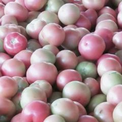 吉林硬粉西红柿 价优