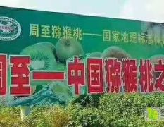 周至县翠香猕猴桃快开园了，8月20号正式开园