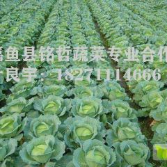 湖北嘉鱼潘家湾蔬菜基地甘蓝包菜上市