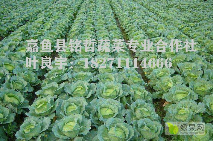 2020年湖北嘉鱼中甘21甘蓝价格
