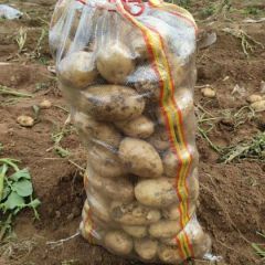 内蒙古武川县新土豆上市