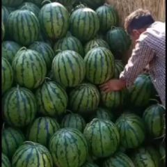 赤峰代办金城五号、西农八号13848367490、东北龙、福龙王