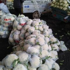 大量供应四季新鲜蔬菜，郯城县红花镇白菜花